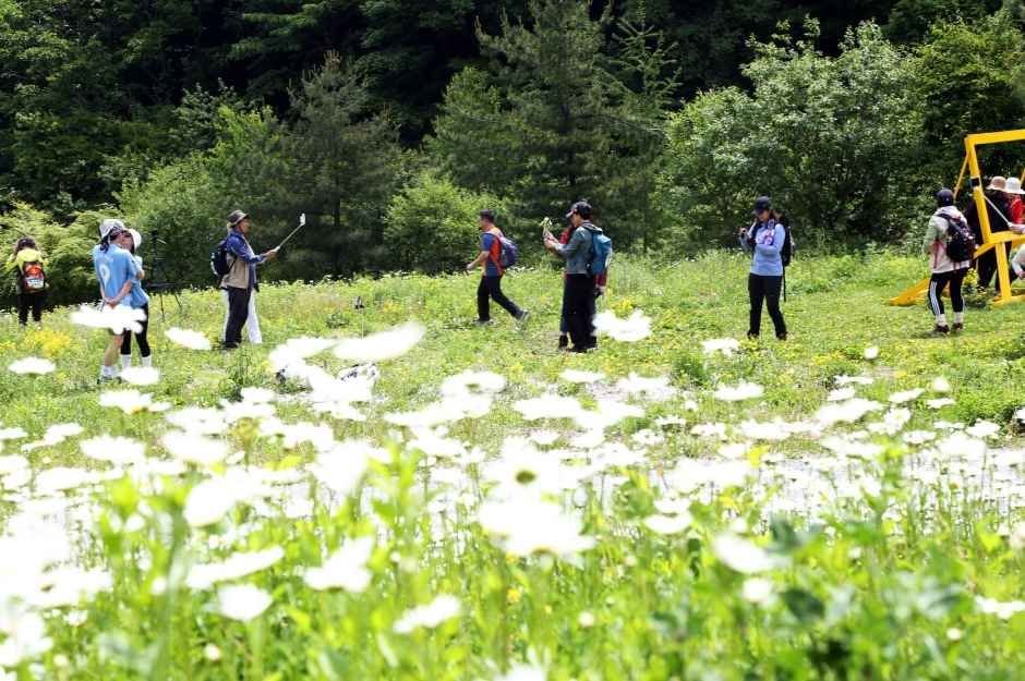 남산 하늘숲길 사진 4