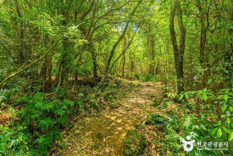 제주 환상숲곶자왈공원 사진 2