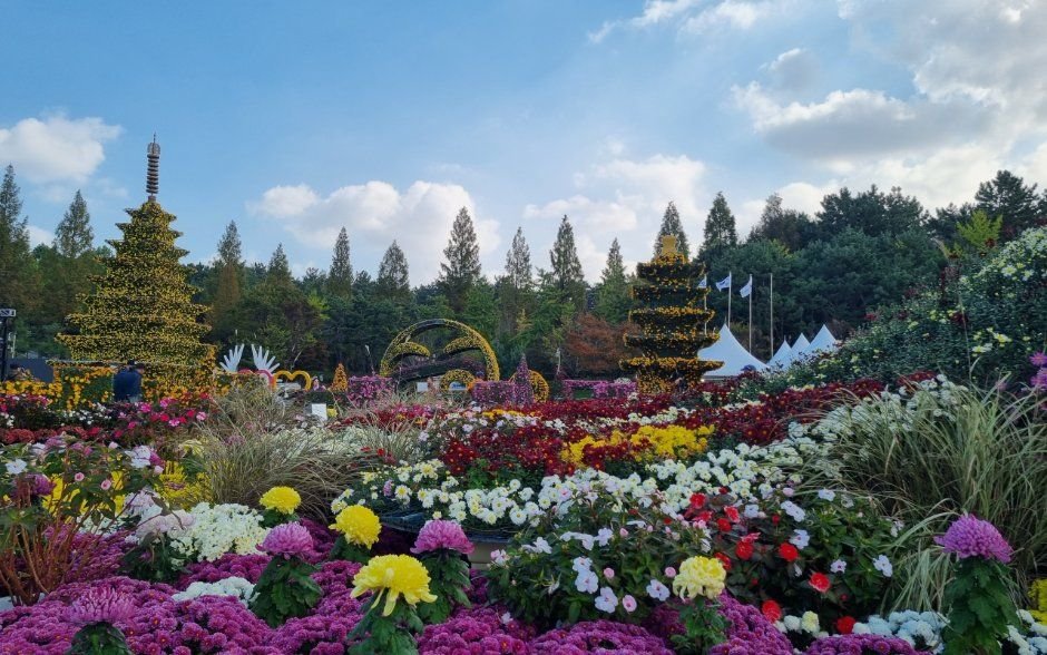 익산 천만송이 국화축제 사진 4