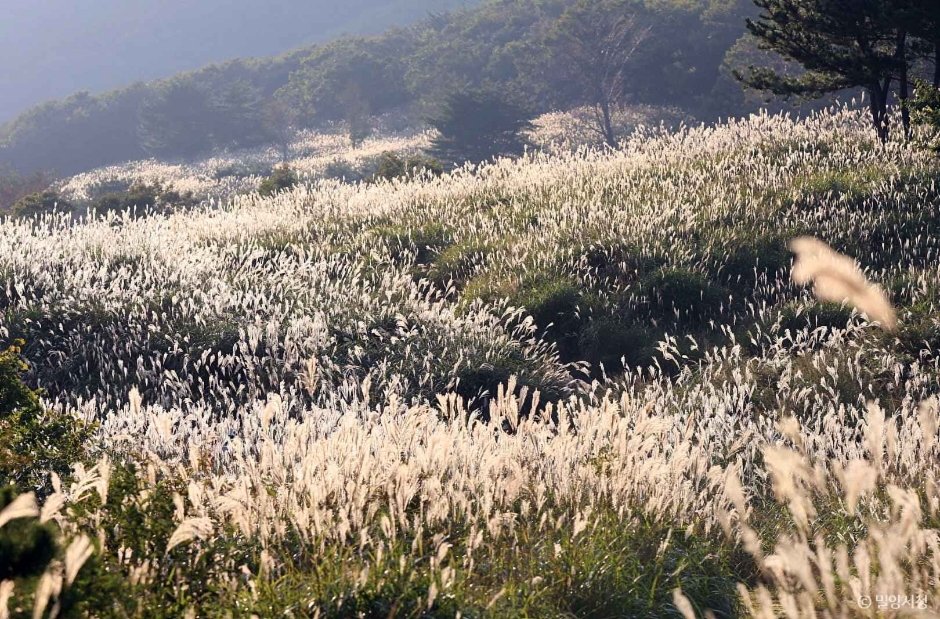 10월에 만나는 은빛 물결, 해발 1,189m 사자평 억새 트레킹 여행 가이드