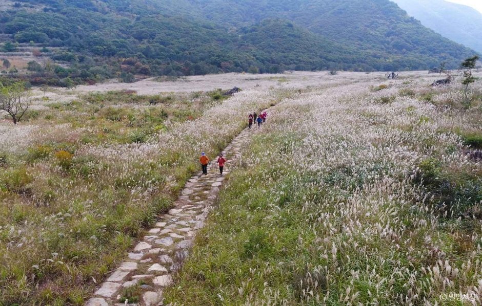 10월에 만나는 은빛 물결, 해발 1,189m 사자평 억새 트레킹 여행 가이드
