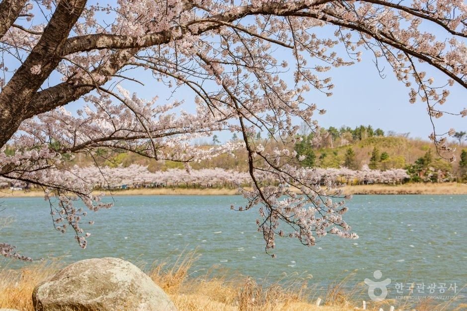 바다 대신 호수로 떠나는 속초 감성 여행, 7.8km 영랑호 둘레길 따라 걷기