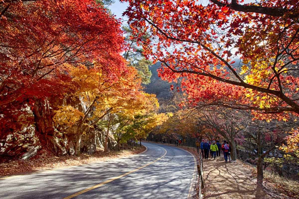 내장산 단풍 코스 사진 3