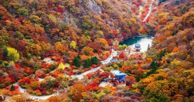 내장산 단풍 코스