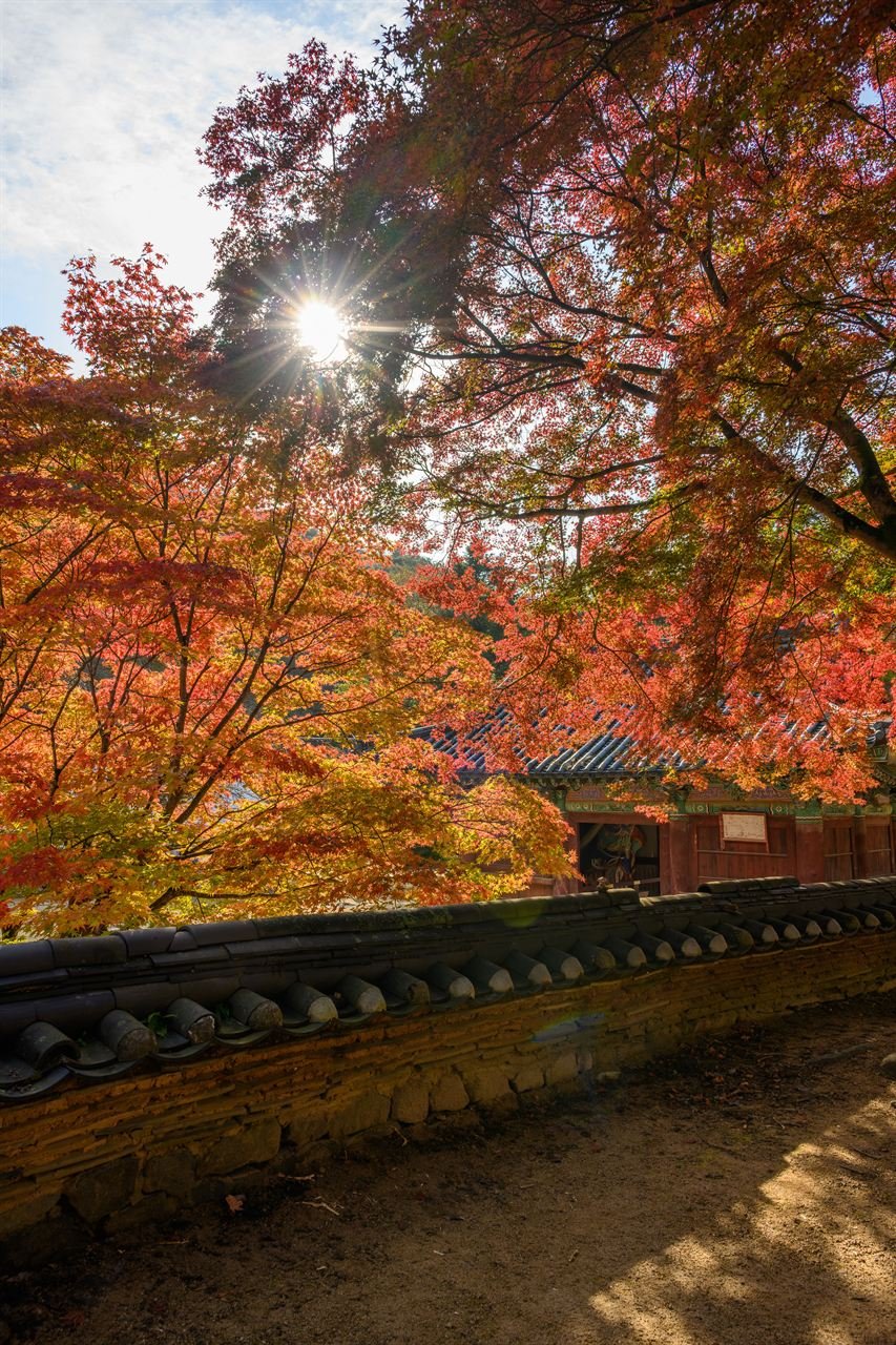 공주 마곡사 단풍 사진 2