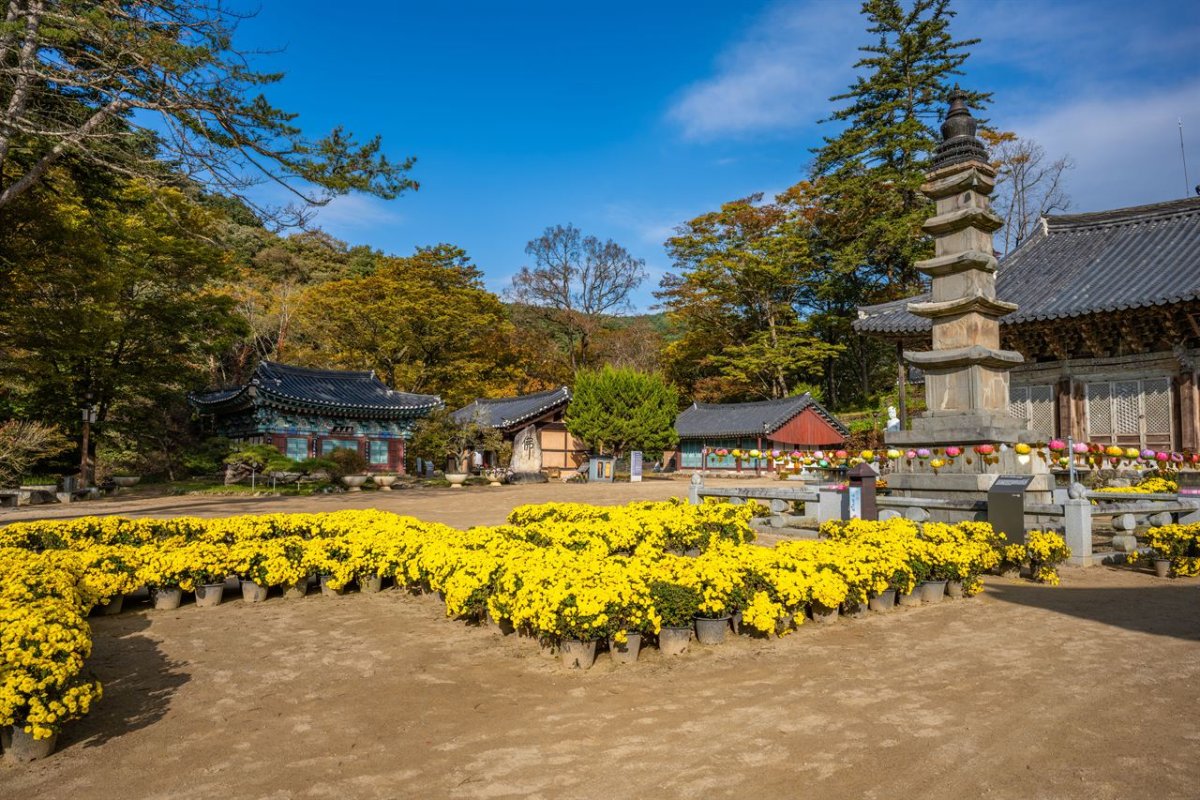 공주 마곡사 단풍 사진 4
